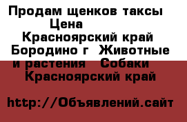 Продам щенков таксы › Цена ­ 1 000 - Красноярский край, Бородино г. Животные и растения » Собаки   . Красноярский край